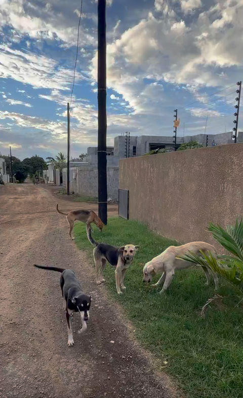 20 Foot Path